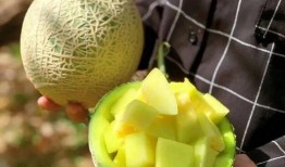 娱乐圈吃瓜西瓜,西瓜与吃瓜者的甜蜜较量